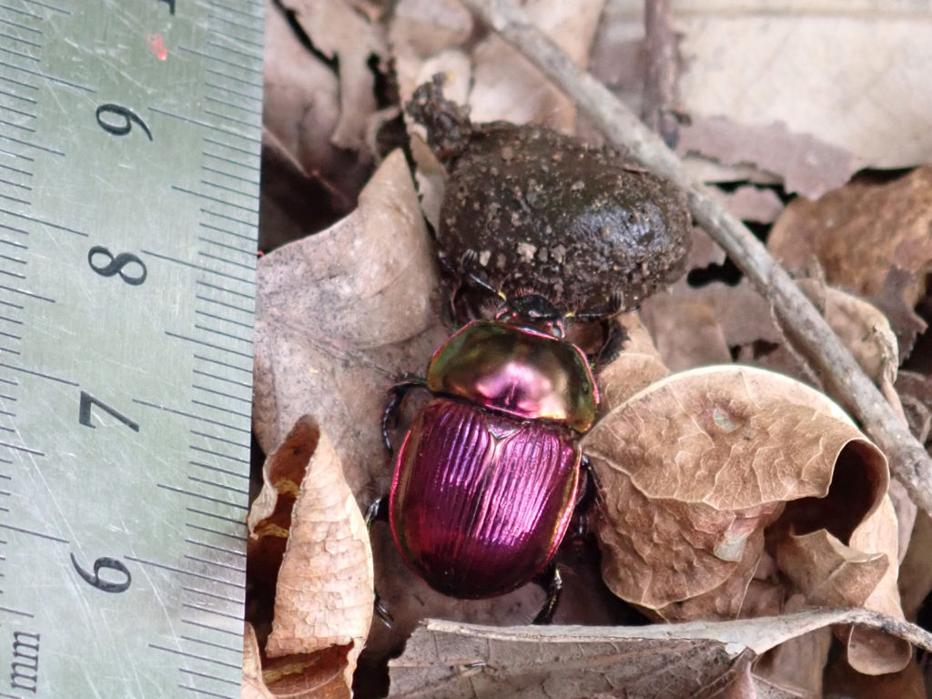 オオセンチコガネ1