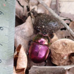 オオセンチコガネ1