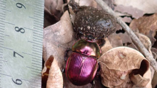 オオセンチコガネ1