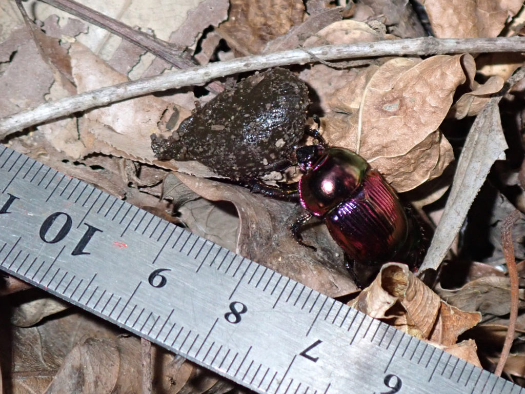 オオセンチコガネ2